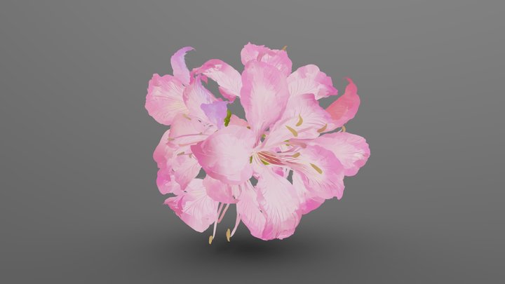 Bauhinia flower ball 3D Model