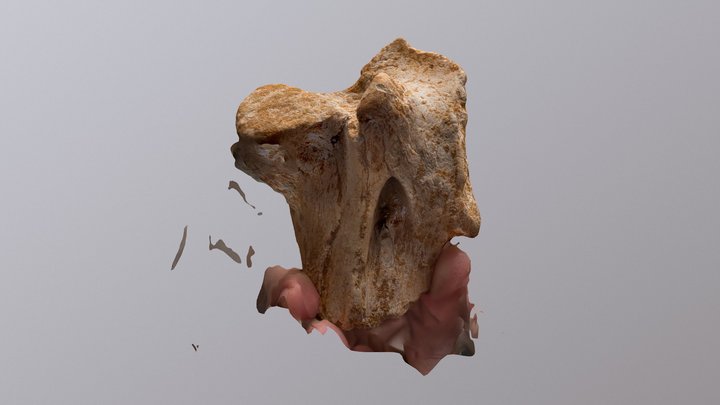 Unknown bone 3D Model