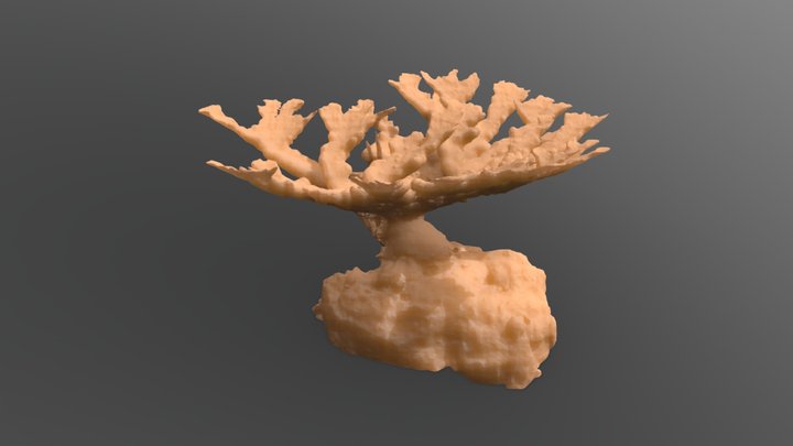 Elkhorn Coral for 3D Printing Low Resolution 3D Model