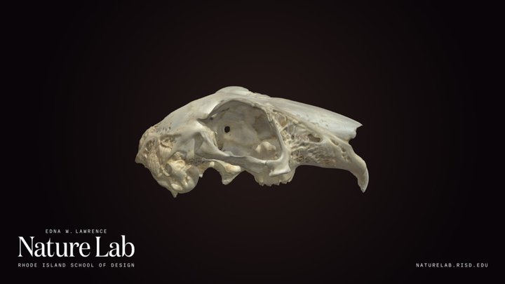 Rabbit Skull