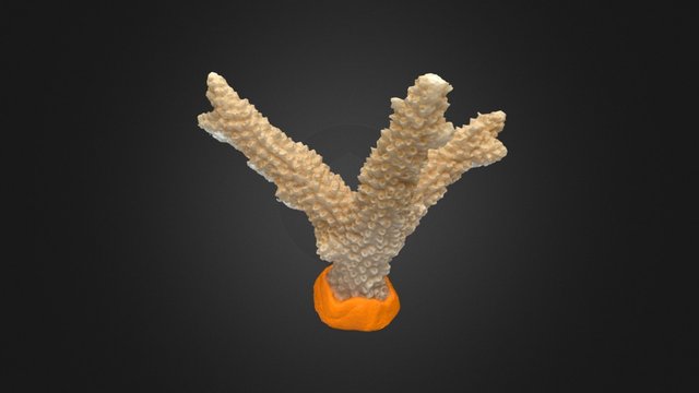 Cervicornis Coral 3D Model