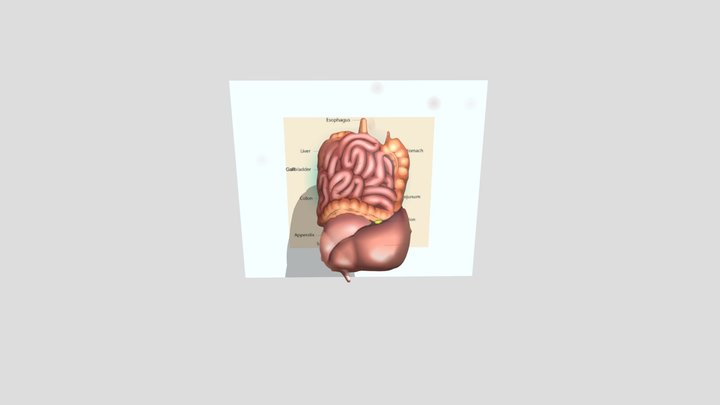 organ tubuh 3D Model