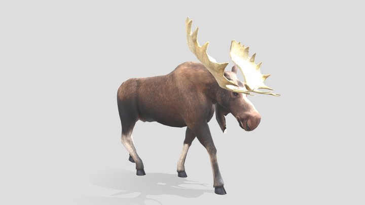 Moose_bull_v01_high 3D Model