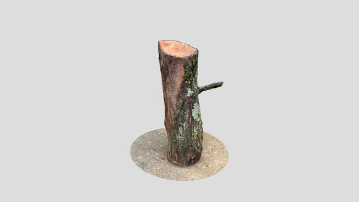 Log Polycam 3D Model