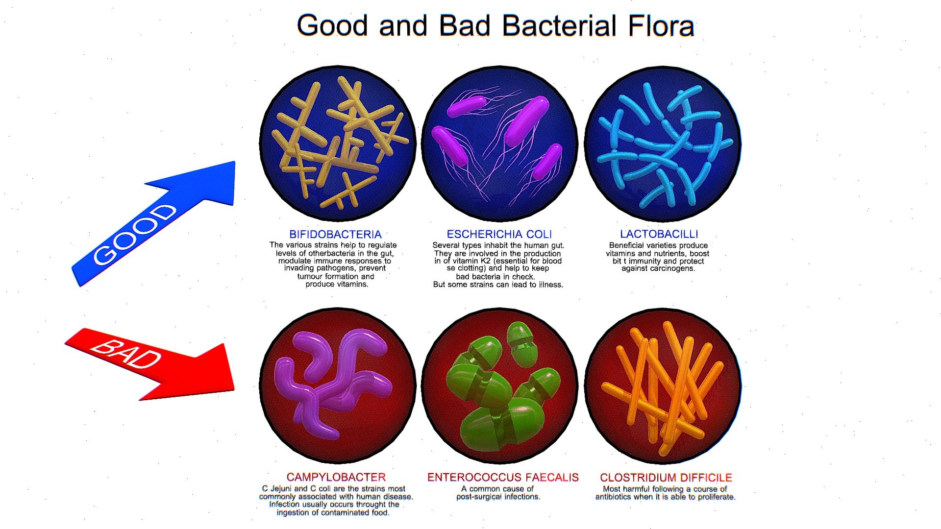 Good and bad bacterial flora Buy Royalty Free 3D model by arloopa