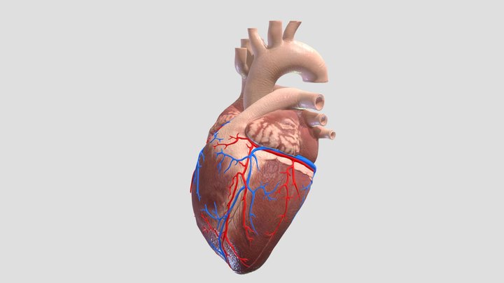 Closed Heart 3D Model