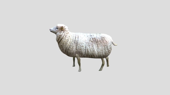 Animated Sheep 3D Model