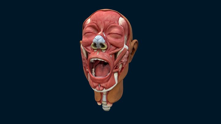 Wax Écorché Sculpture - Facial Anatomy 3D Model