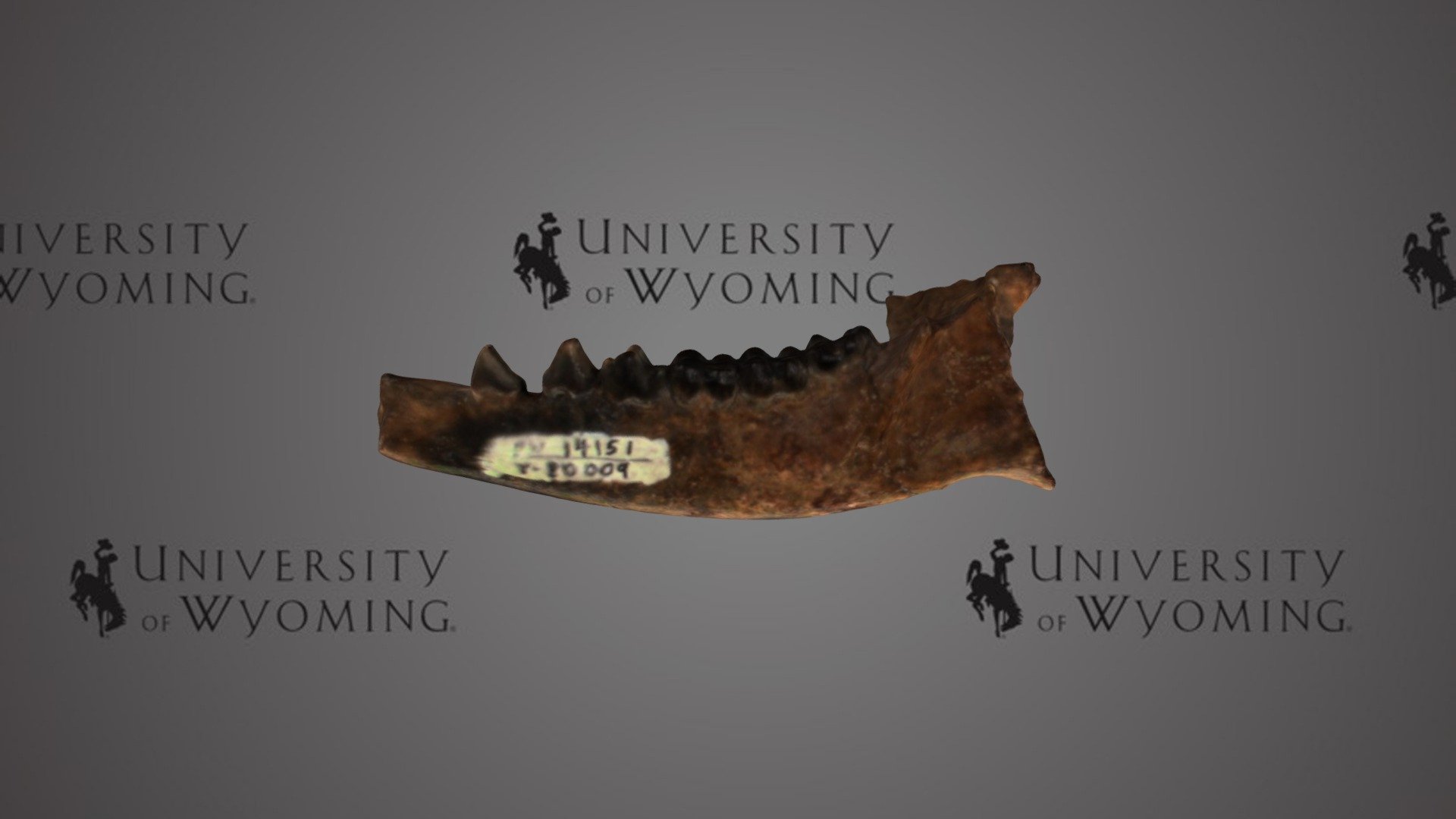 UW 14151 - Tetraclaenodon puercensis, Lower Jaw