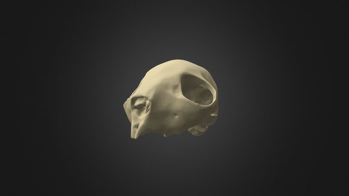 Aye-aye Cranium 3D Model
