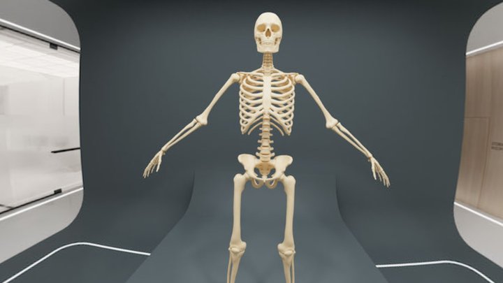 360 Enviro Anatomia Nowa Wersja 1 3D Model