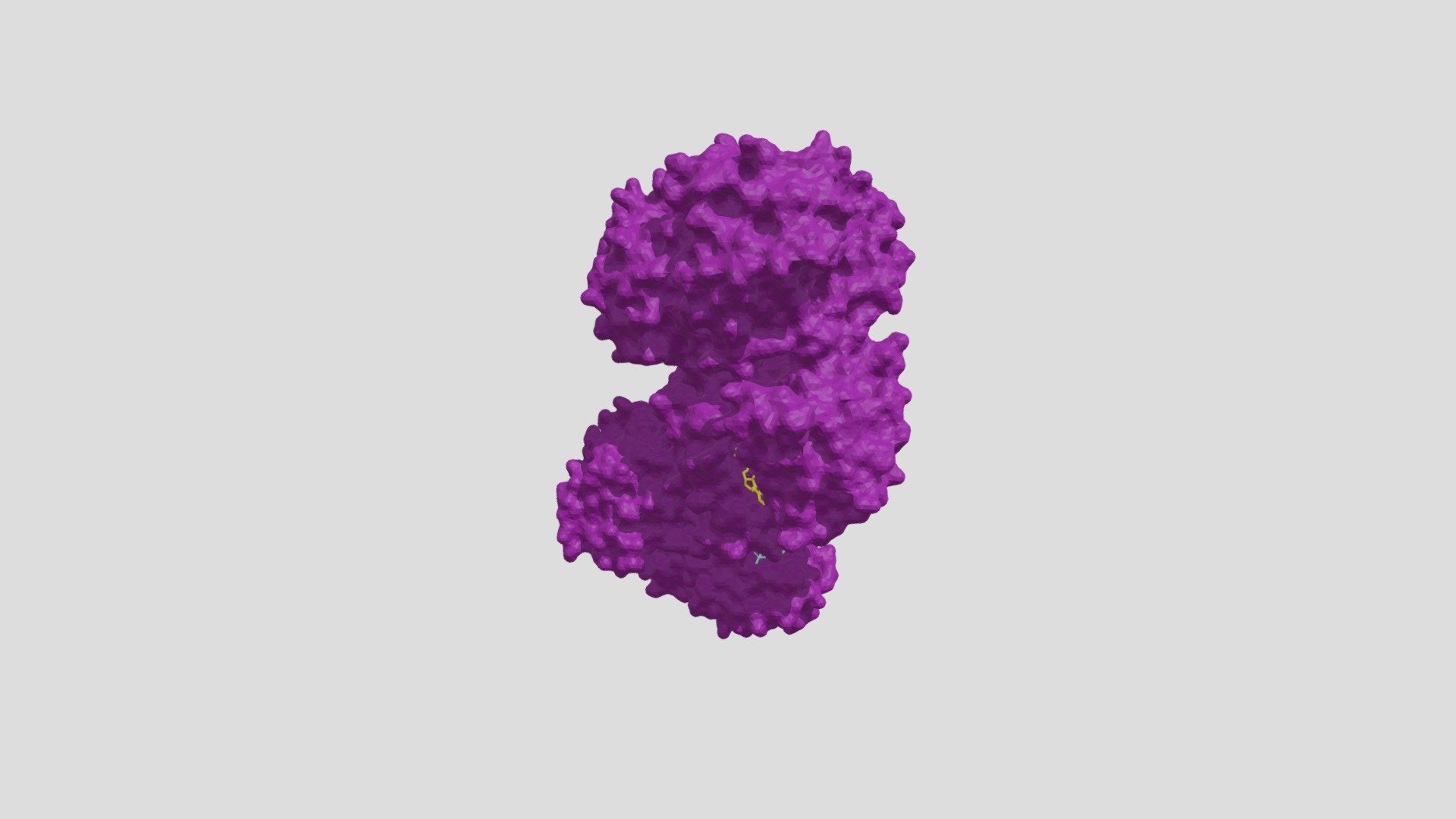 Succinyl Coa Synthetase