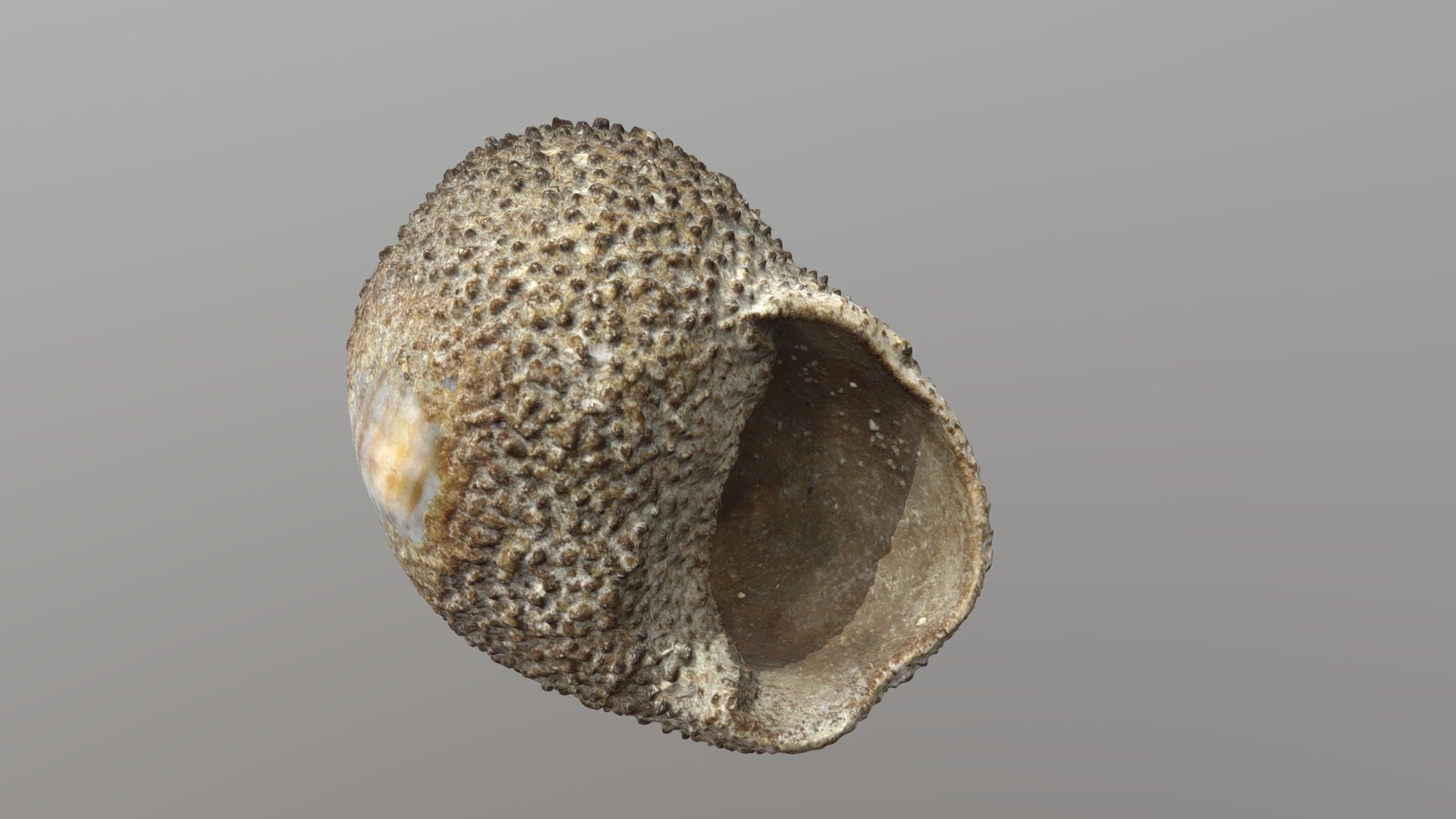 snail openScan test 1 - openScanCloude