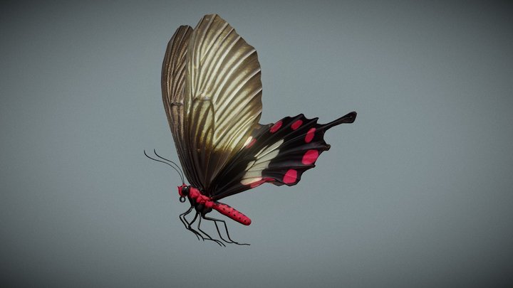 Butterfly Pachliopta Aristolochiae 3D Model