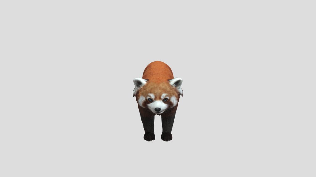 Red Panda