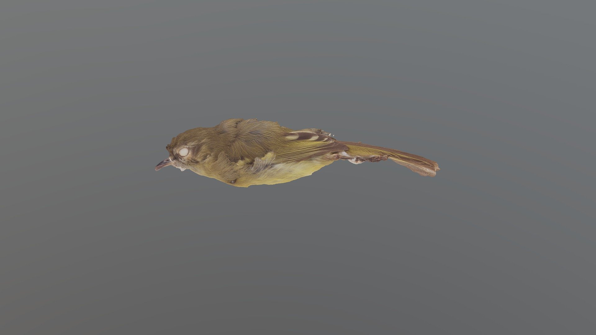 Mottle-cheeked Tyrannulet - P. ventralis — Sketchfab embed 3D viewer