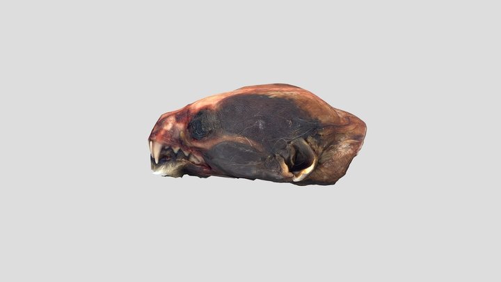 9 - Juvenile Male (see below) 3D Model