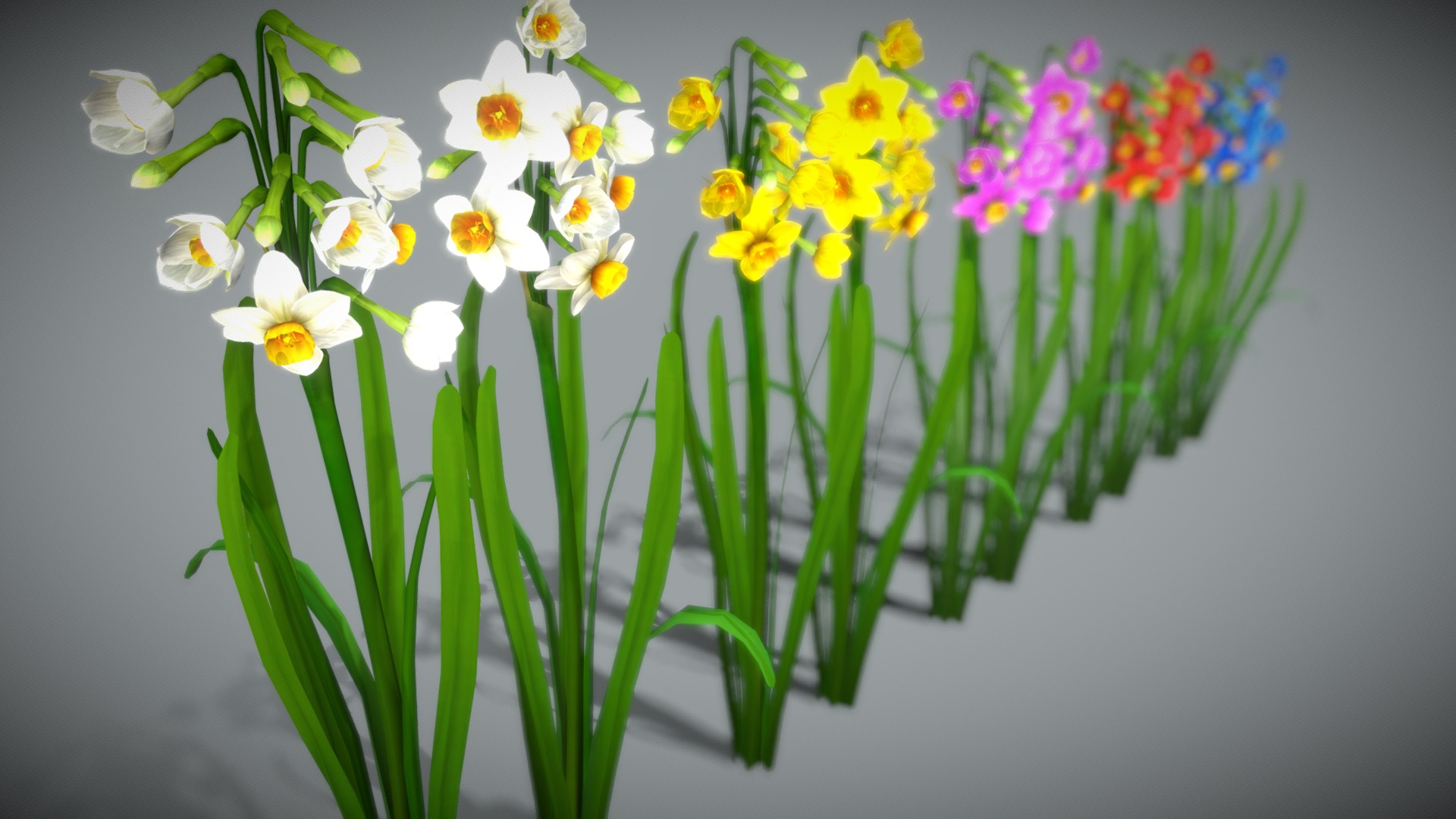 3D model Flower Narcissus Tazetta - This is a 3D model of the Flower Narcissus Tazetta. The 3D model is about a group of flowers.