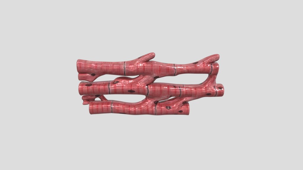 Cardiac Muscle