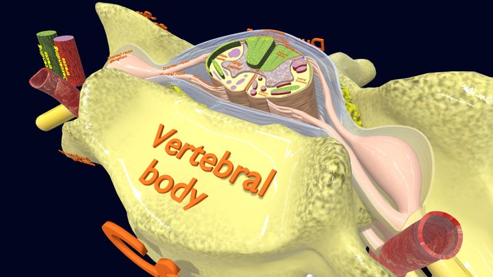 Cervical vertebrae with spinal tracts labelled 3D Model