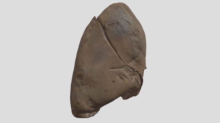 Right Lung 3D Model