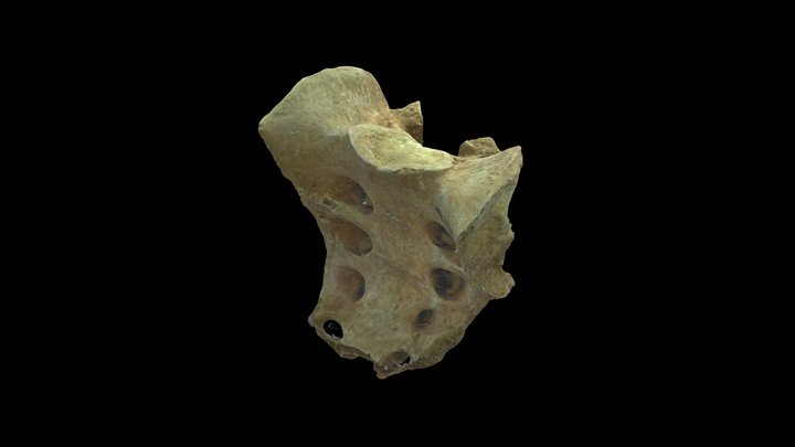 Sacrum 3D Model