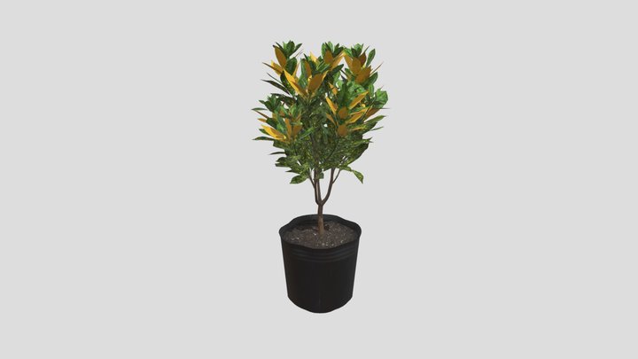 Codiaeum variegatum (Cây Cô Tòng) 3D Model