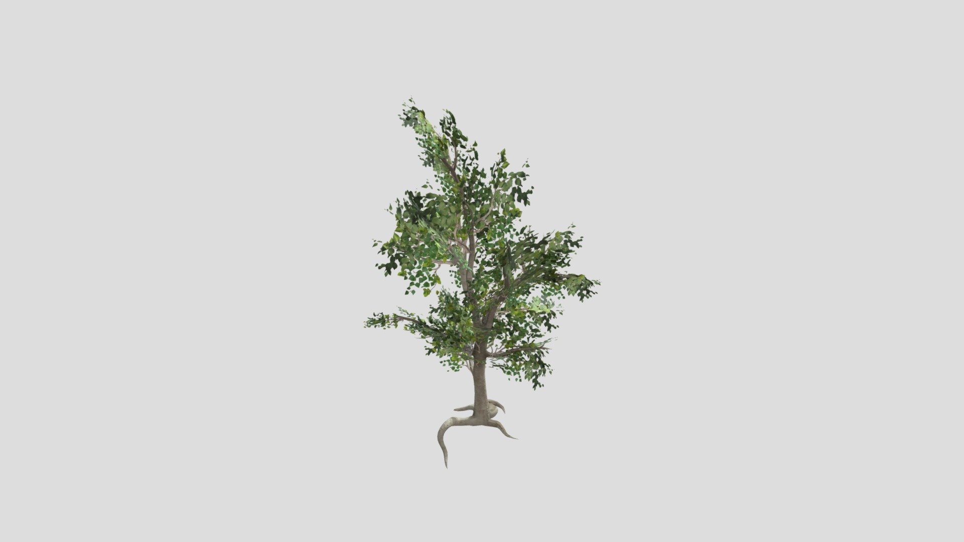 silver birch - 3D model by Jamlu69 [74450e8] - Sketchfab