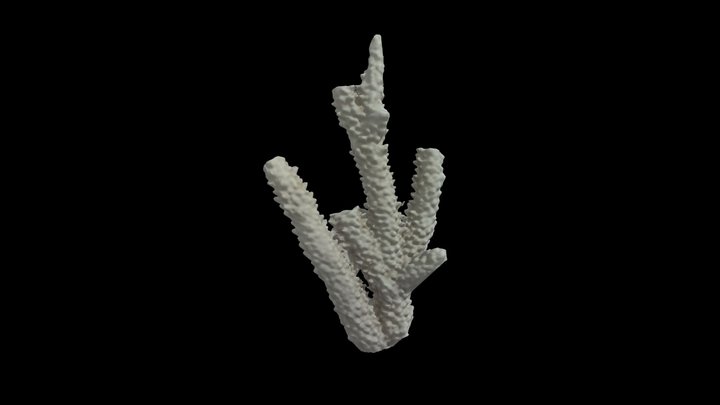 Coral 3D Model