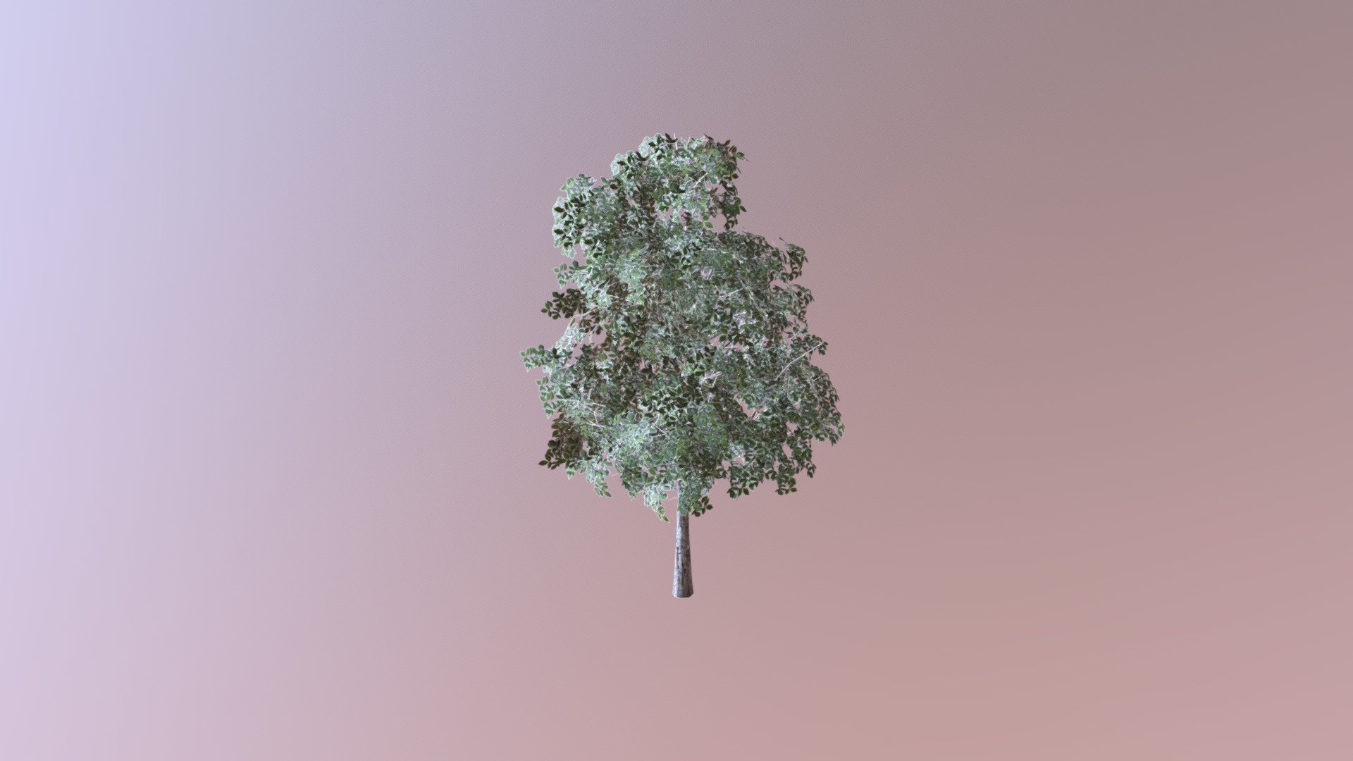 Tahla Tree 2