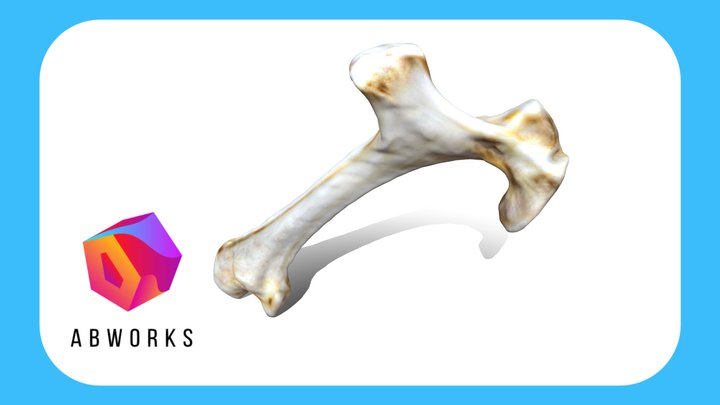 Realistic Bone, Very Detailed 3D Model