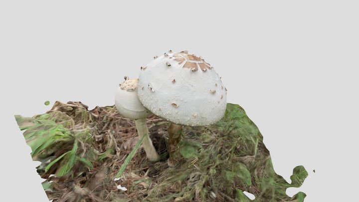Chlorophyllum neomastoideum （ドクカラカサタケ） 3D Model
