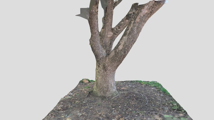 Scc tree – Free 3D Model STL