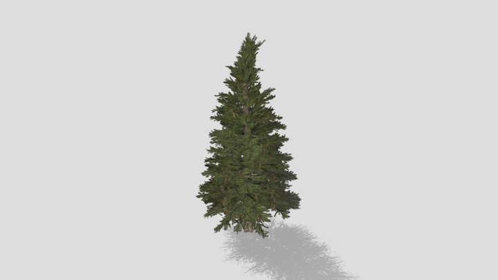 Norway Spruce 3D Model