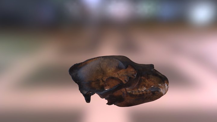 Bear Skull articulation 3D Model