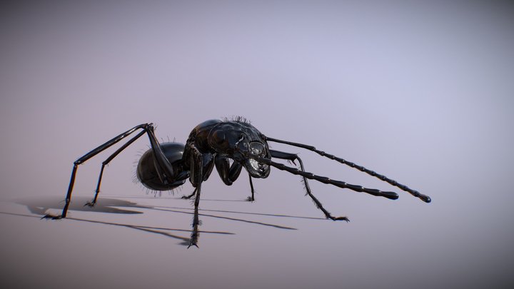 The Ant- (Animated Camponotus) 3D Model
