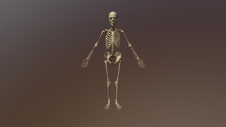 Skeleton 3D Model
