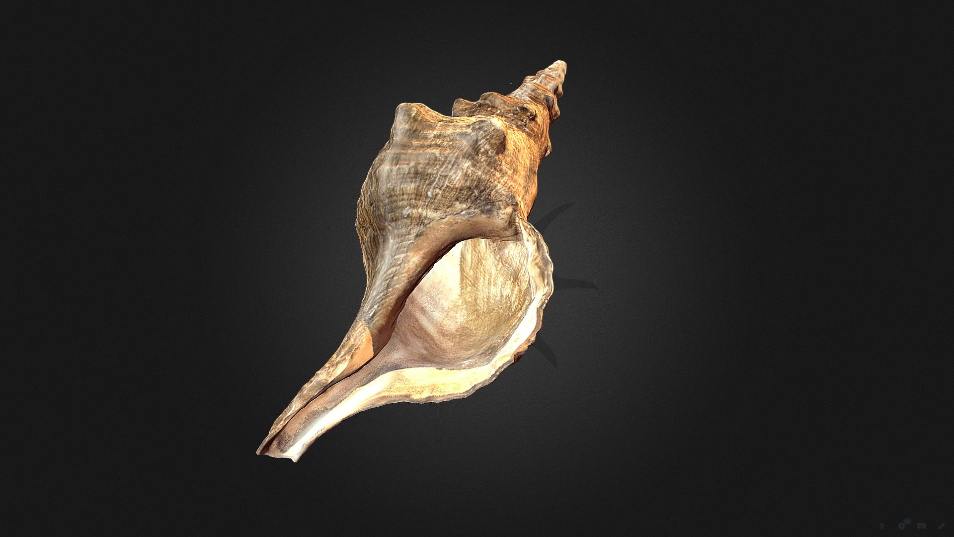 Раковина моллюска | Pleuroploca gigantea - Download Free 3D model by