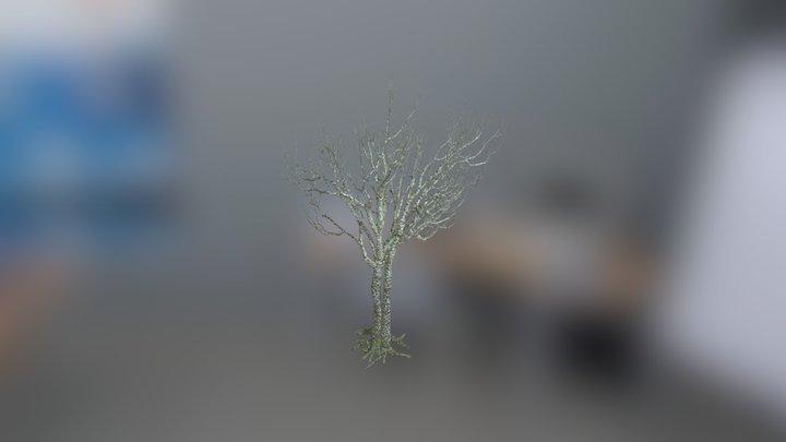 Dry tree 3D Model