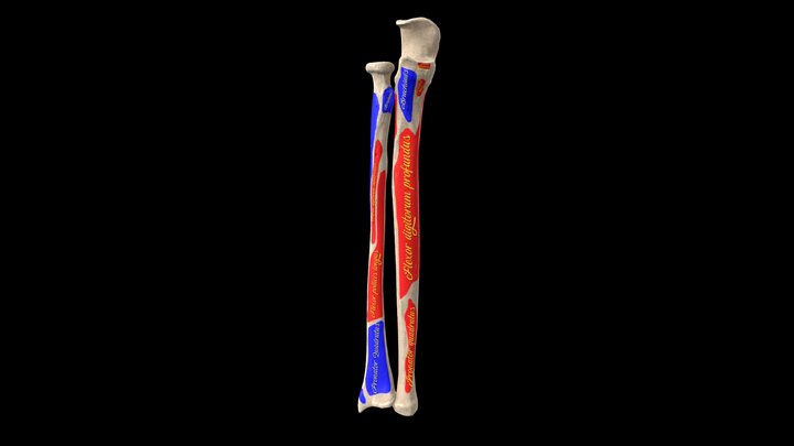 Radius and Ulna bones with landmarks and labels 3D Model