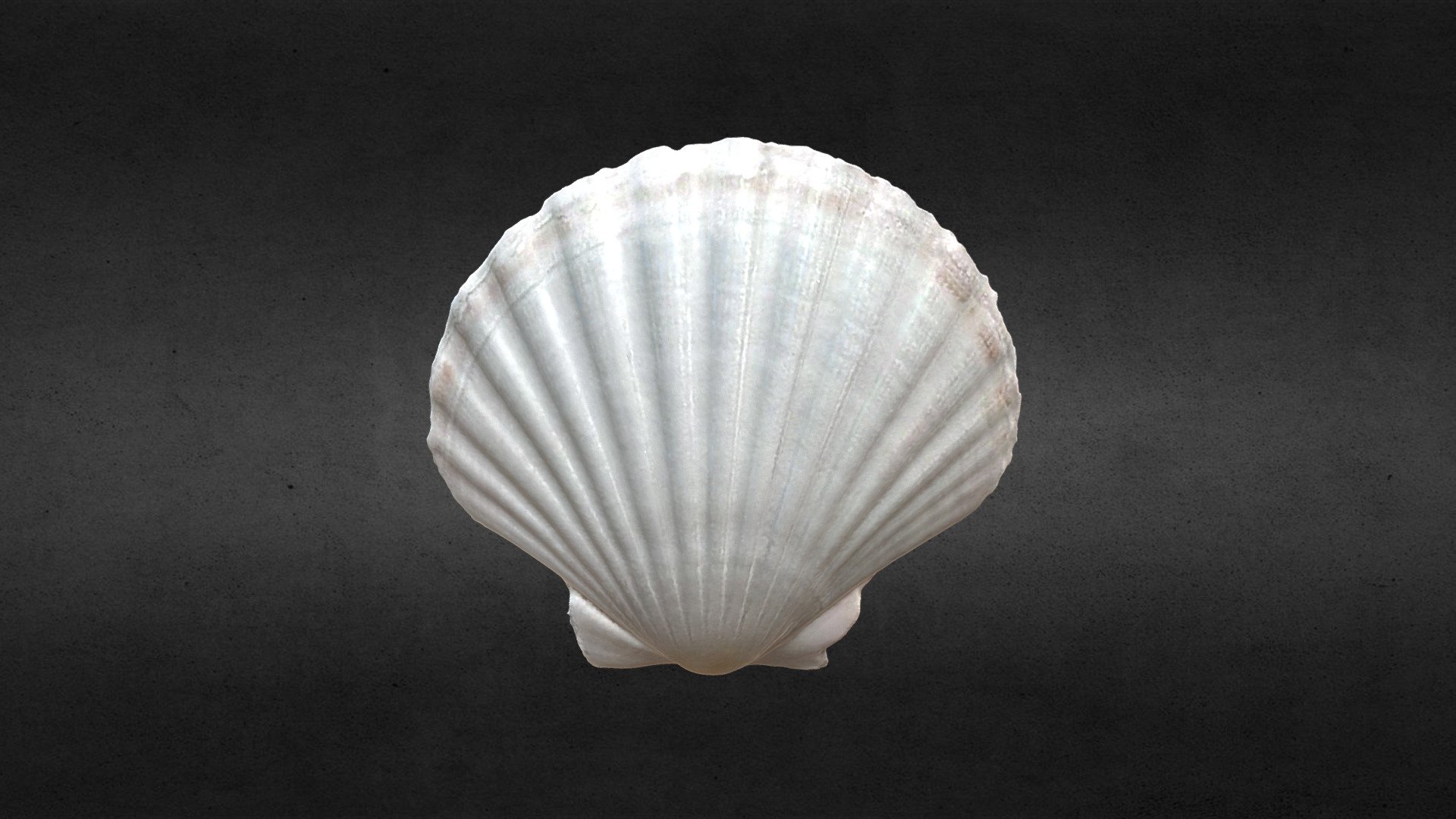 Scallop - Buy Royalty Free 3D model by holgercp [b9d9a03] - Sketchfab Store