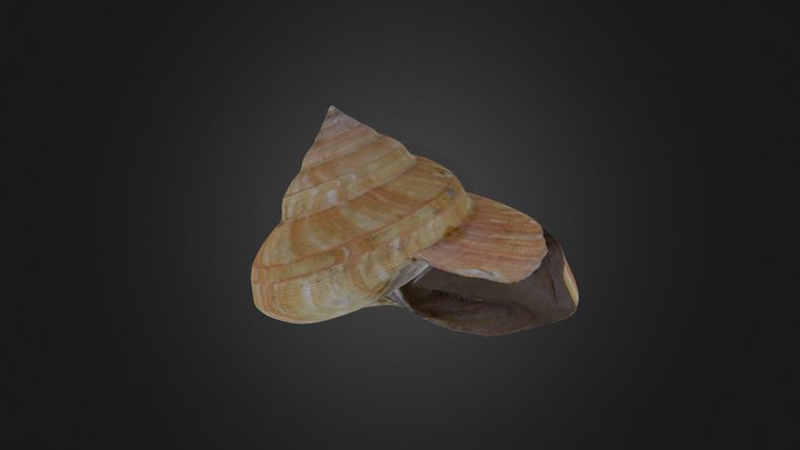 Gastropod: Bayerotrochus teramachii (PRI 70103) – Free 3D Model STL