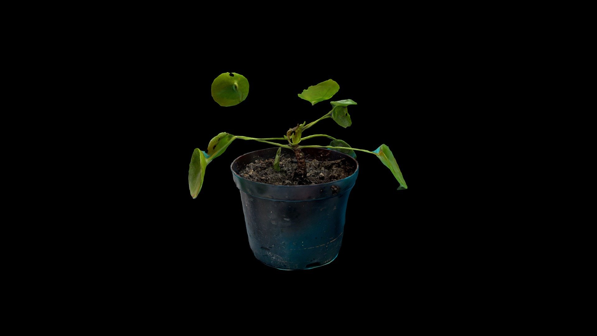 Plant — Sketchfab embed 3D viewer