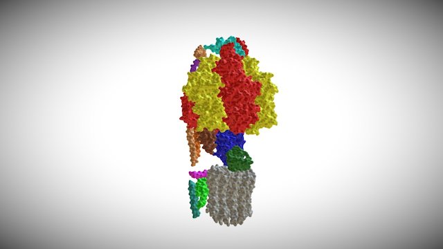 ATP Synthase Structure 3D Model
