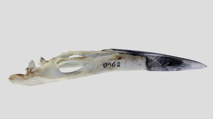 UWYMV:Bird:5962, Corvus brachyrhunchos, Mandible – Free 3D Model STL