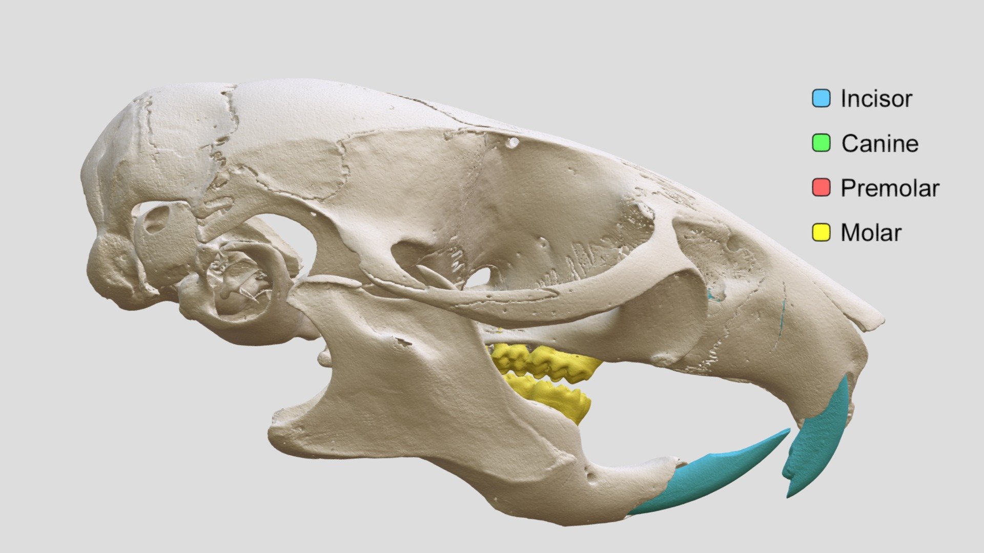 Mus musculus (MSB:Mamm:250024) - 3D model by Biodiversity [b9f17af ...