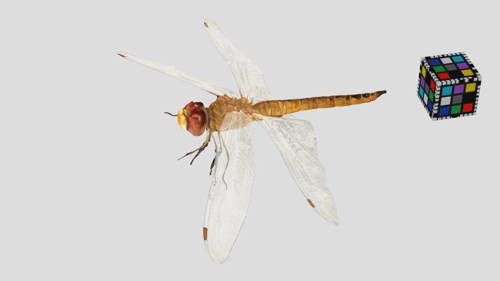 CC0 ウスバキトンボ ♂ Globe Skimmer, Pantala flavescens
