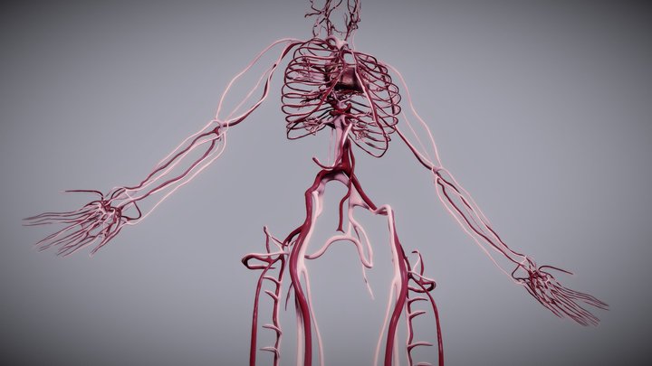 Cardiovascular system 3D Model