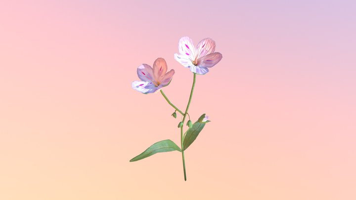 Accepted: Springbeauty (Claytonia virginica) 3D Model