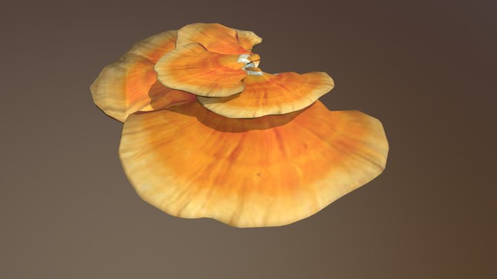 Laetiporus Sulphureus fungi 3D Model